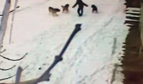 Günün videosu! Çocuk, köpeklerden cesareti sayesinde kurtuldu