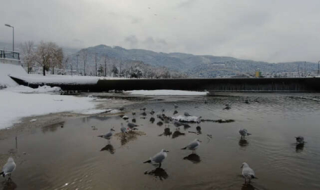 Bursa'da martıların kar banyosu...