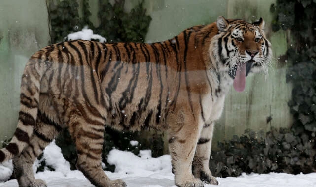 Bursa Hayvanat Bahçesinde kartpostallık görüntüleri 