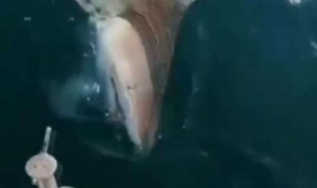 Antalya’da dev köpek balığı paniği: Allah'ım bu ne ya!