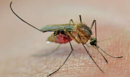 Sivrisineklere karşı koyu renkleri tercih etmeyin!