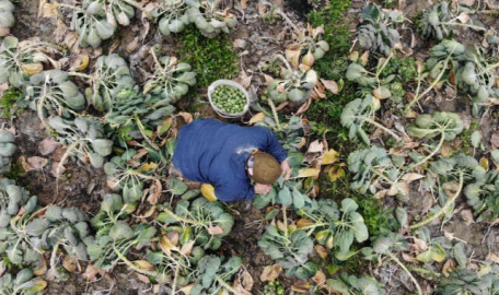 Bursa'da bu sebze üreticinin yüzünü güldürdü 