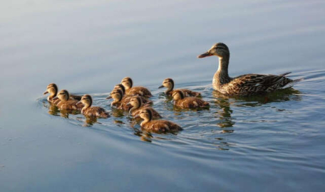 Dikkat av sezonu kapandı  