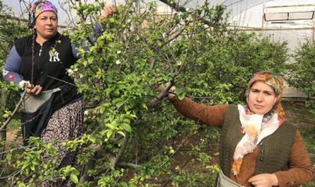 Yılın ilk eriğini tüccar satın aldı!