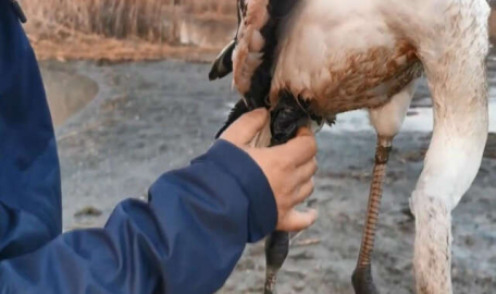 Bursa'da ilk müdahaleyi yapıp yetkililere teslim ettiler  