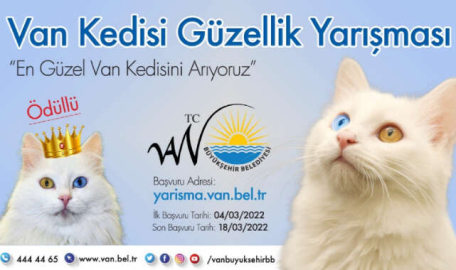 Van kedisi güzellik yarışması
