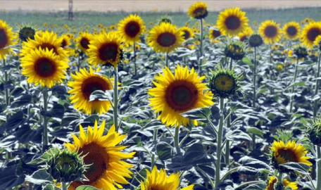 Ayçiçeği üretiminde 4 ilde 7 bölgeye daha destek 