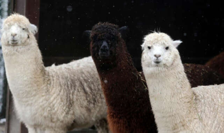 Bursa'da hayvanlar mart karını çok sevdi  