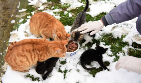 Yıldırım'da sokak hayvanları emin ellerde