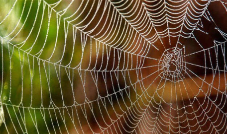 Örümcek ağının etkileri