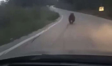 Bursa'da köye inen ayıyı böyle kovaladılar 