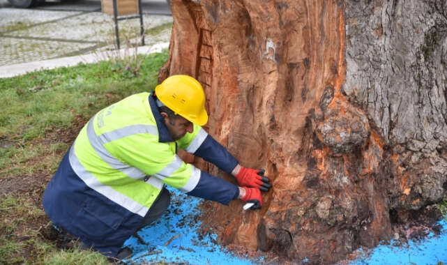 Bursa’nın çınarları koruma altında