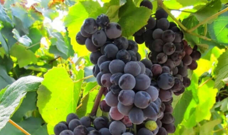 Siyah üzümün inanılmaz faydaları