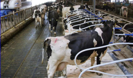 Sütte, iş işten geçiyor mu? 