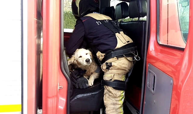 Göle düşen köpeği montuyla sararak ısıttı