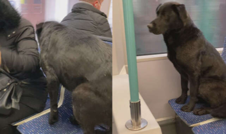 Köpeğin gülümseten anları... Yolcunun yerini kaptı!