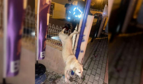 Demir parmaklıklara takılan köpeği itfaiye ekipleri kurtardı  