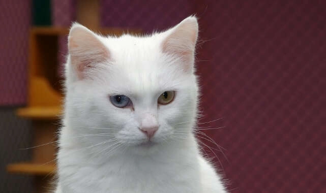 2022 yılının ilk Van kedileri dünyaya geldi