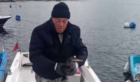 Bursa'da yaralı halde bulundu...Denize döneceği günü bekliyor  