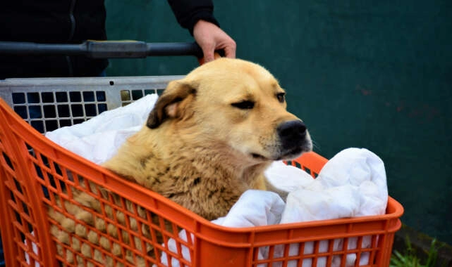 Felçli köpeği hayata bağlayan sevgi