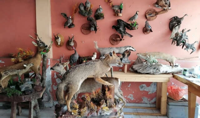 Ölü hayvanların içini doldurup işyerinde sergiliyor