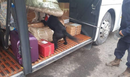 Bursa'ya getiriliyordu! Jandarma engeline takıldı