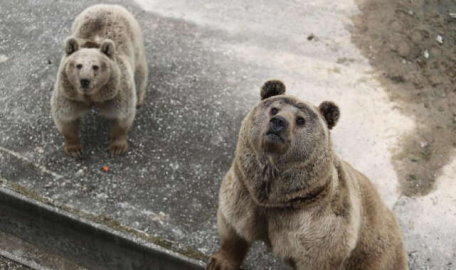 Mişa, Maşa ve Korkusuz...Barınağın yeni üyesi sevimli ayılar 