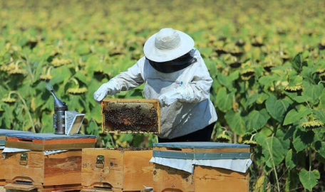 Tarım ve Orman Bakanlığından arıcılara müjde