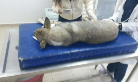 Yok böyle vicdansızlık...Bursa'da 30 köpeği zehirleyip öldürdüler 