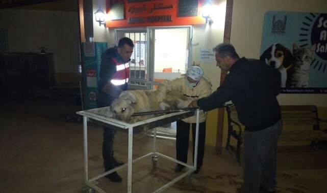 Mardin’de yaralı halde bulunan köpeğe ilk müdahale ‘Haydi Timi’nden