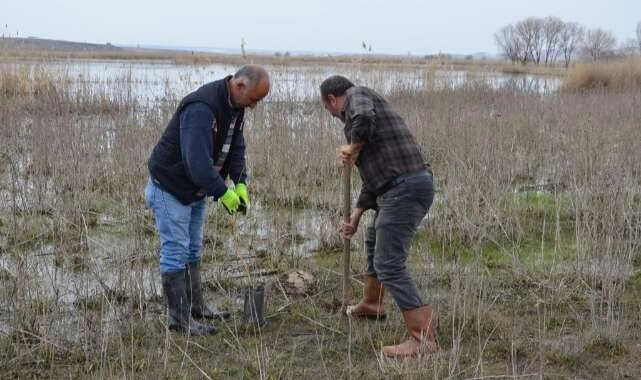 Balıkdamı’nda kuluçkaya yatan kuşlar için söğüt fidanı dikildi