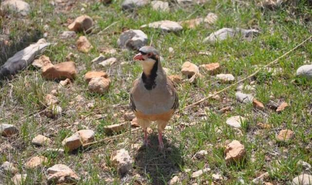 300 kınalı keklik doğaya salındı