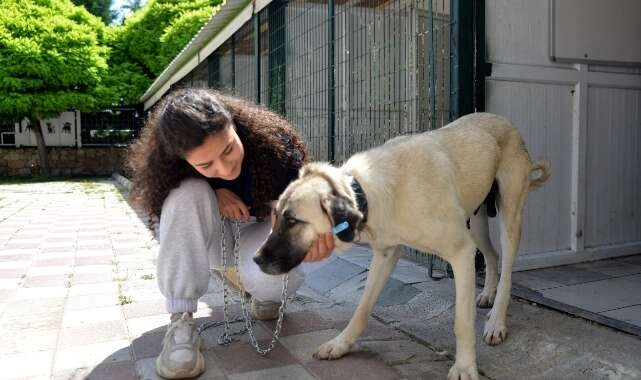 11 bin 924 sokak hayvanı sıcak bir yuvaya kavuştu