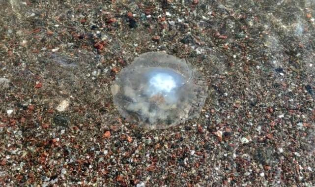 İşte tehlikeli denizanaları