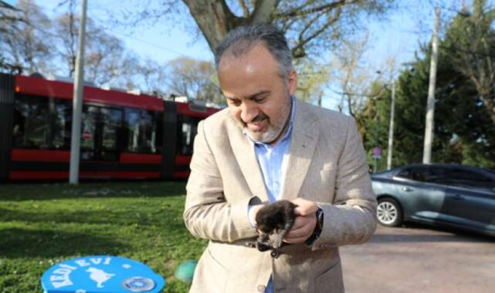 Parklara yerleştirildi! Bursa'da kedilere özel evler