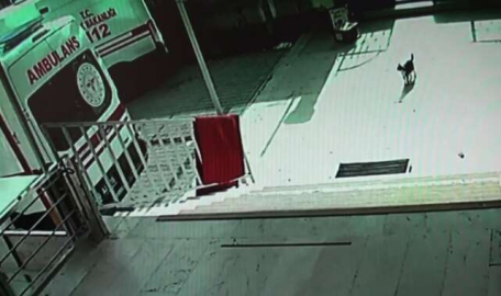 Duygu dolu anlar! Doğum sancısı çeken kedi bakın nereye gitti