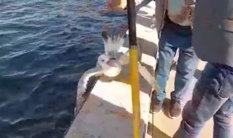 Bursa'da oltaya takılan martıyı balıkçılar kurtardı   