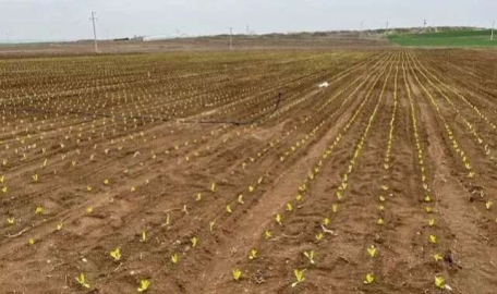 2 lirayken kimse almıyordu! Rekor zam geldi