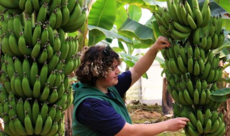 Bir dönem lükstü, şimdi enflasyona direnen meyve oldu 