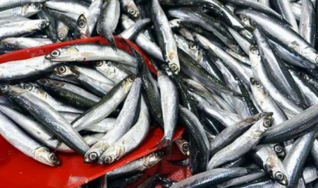 Av sezonu sona erdi!