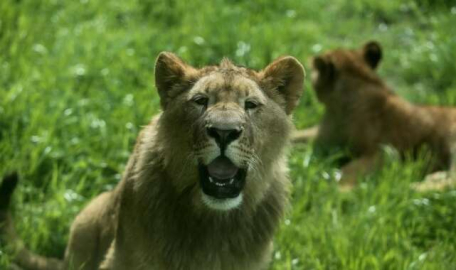 Bursa’nın kral ailesi büyümeye devam ediyor