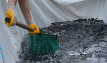 Ordu'da üretiliyor! Rusya ve Japonya kapış kapış alıyor