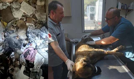 Bursa'da çöplüğe attılar, acı feryadını duyanlar kurtardı  