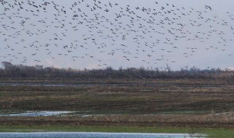 Bursa semalarında binlerce pelikanın göç yolculuğu  