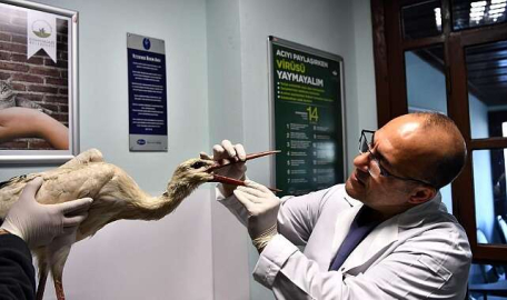 Bursa'da yaralı leylek tedavi altında