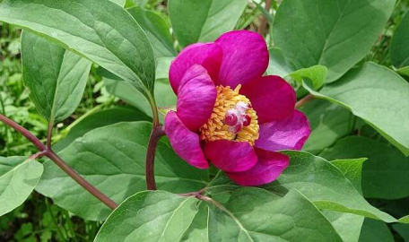 Koparan yandı! Dünyanın en pahalı çiçeği