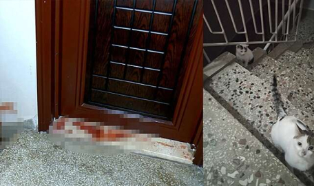 Bursa'da kan donduran vahşet! Boğazları ve karınlarını kestiler