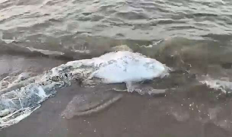 Acı manzara! Bursa'da karaya vurdu