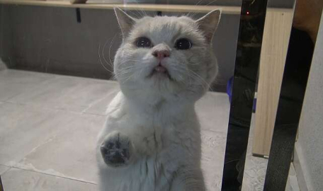 Bursa'da 5 yıldızlı hayvan oteli... "Talep çok fazla"