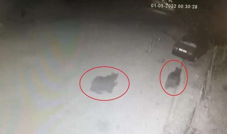 Bursa şehir merkezinde ayı paniği: Burun buruna geldiler  